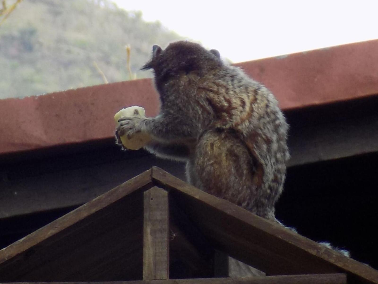 Pousada Fenix Pirenópolis Esterno foto