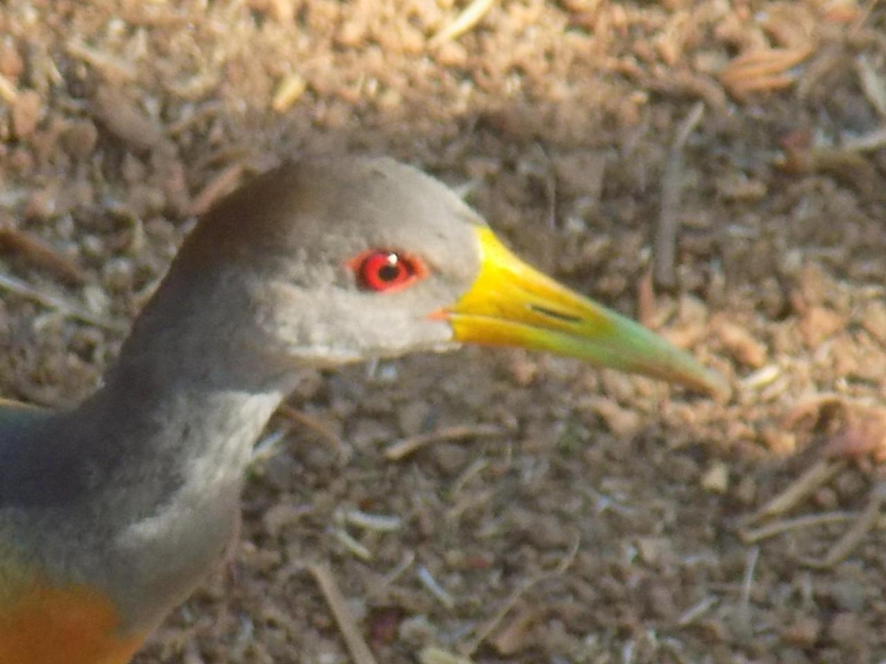 Pousada Fenix Pirenópolis Esterno foto