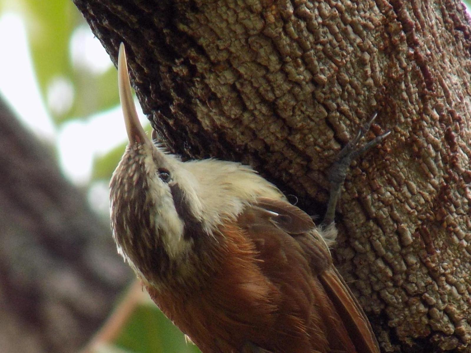 Pousada Fenix Pirenópolis Esterno foto