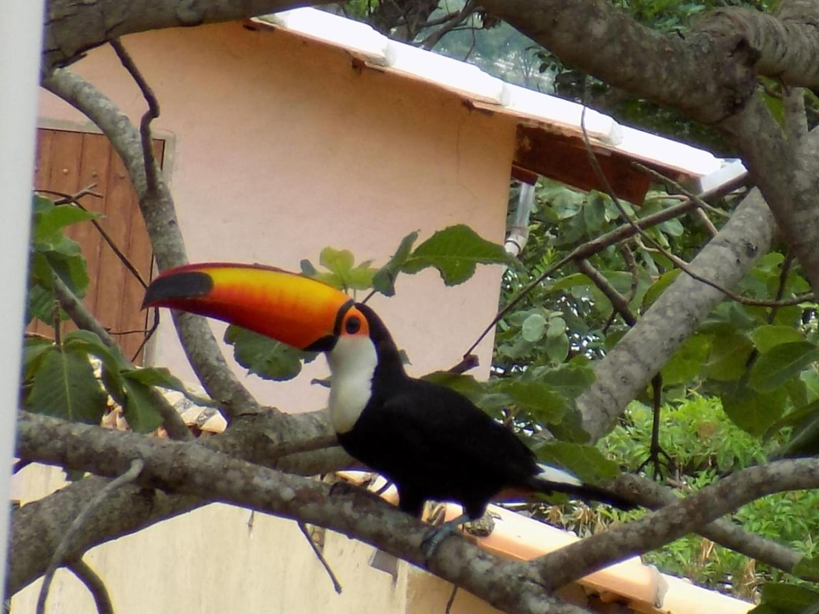 Pousada Fenix Pirenópolis Esterno foto