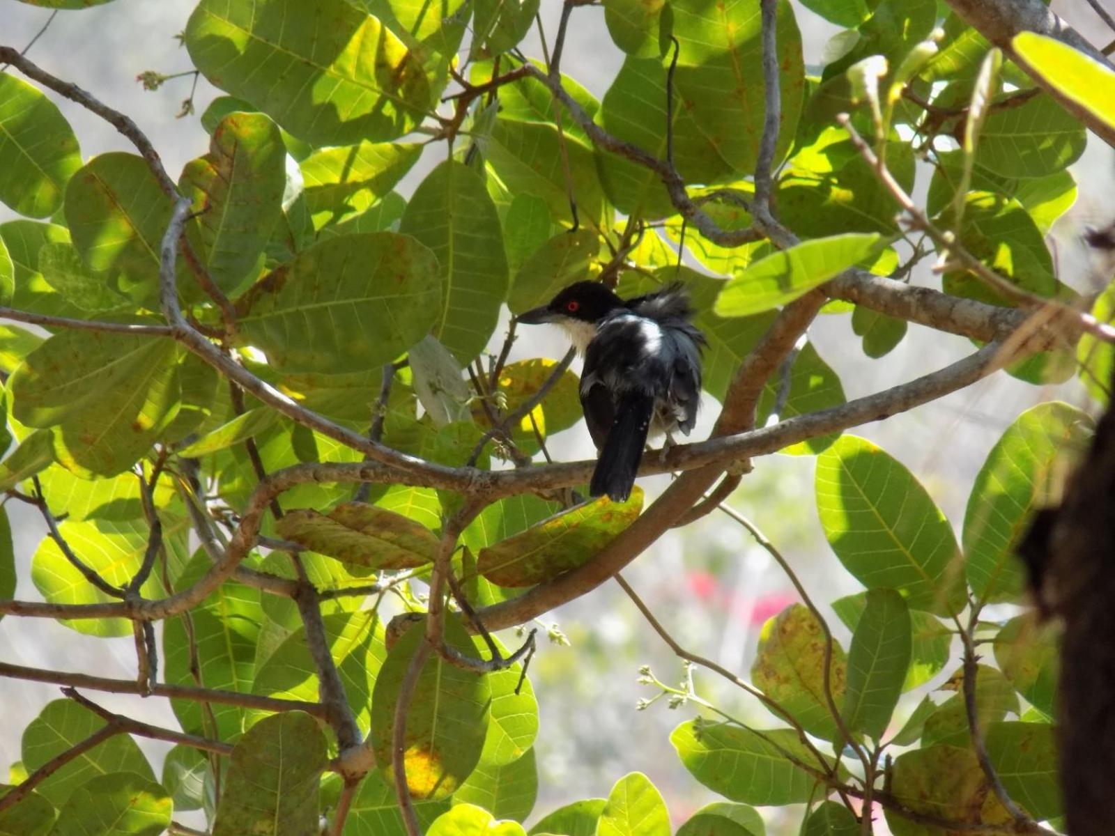 Pousada Fenix Pirenópolis Esterno foto