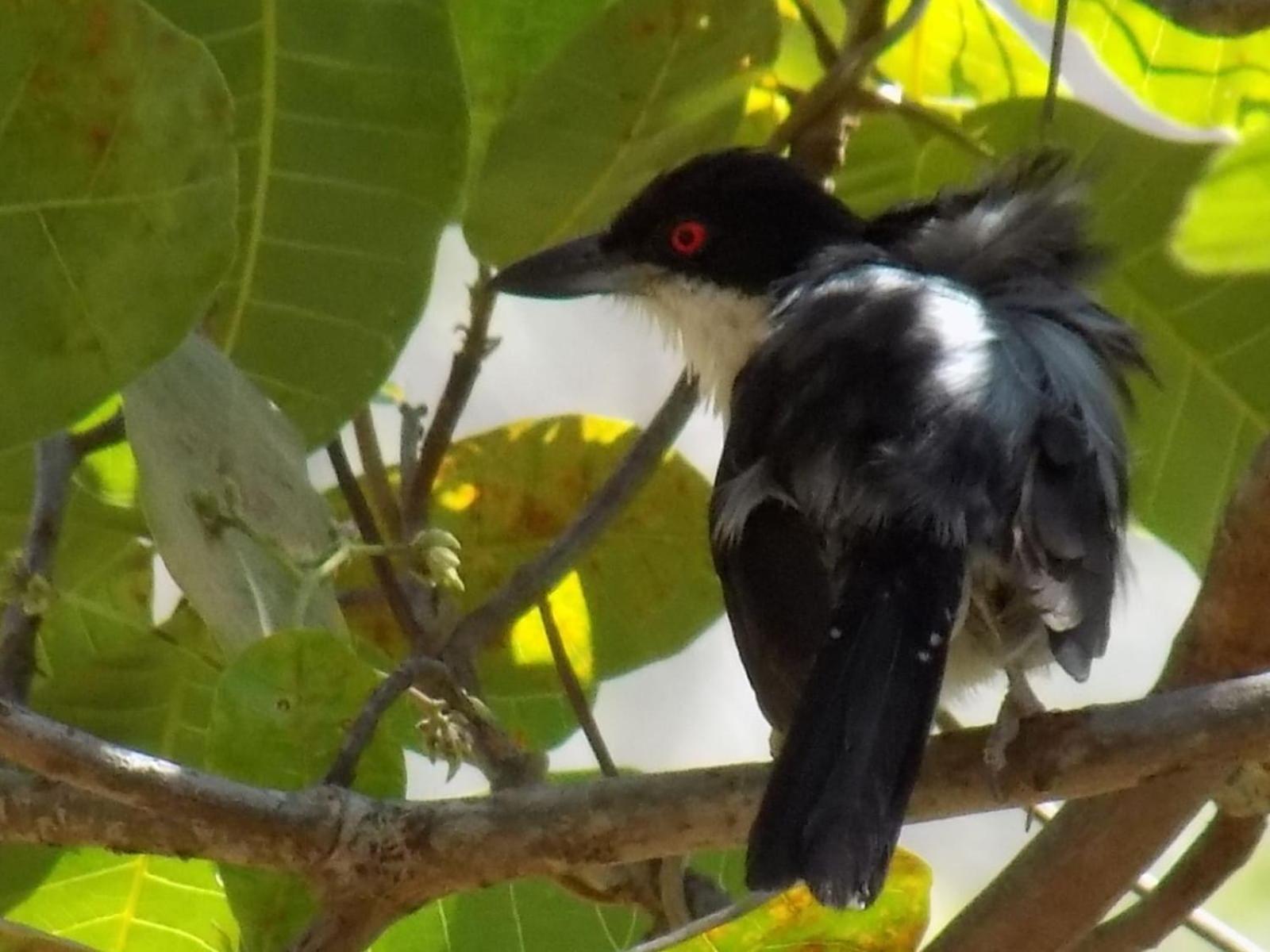 Pousada Fenix Pirenópolis Esterno foto