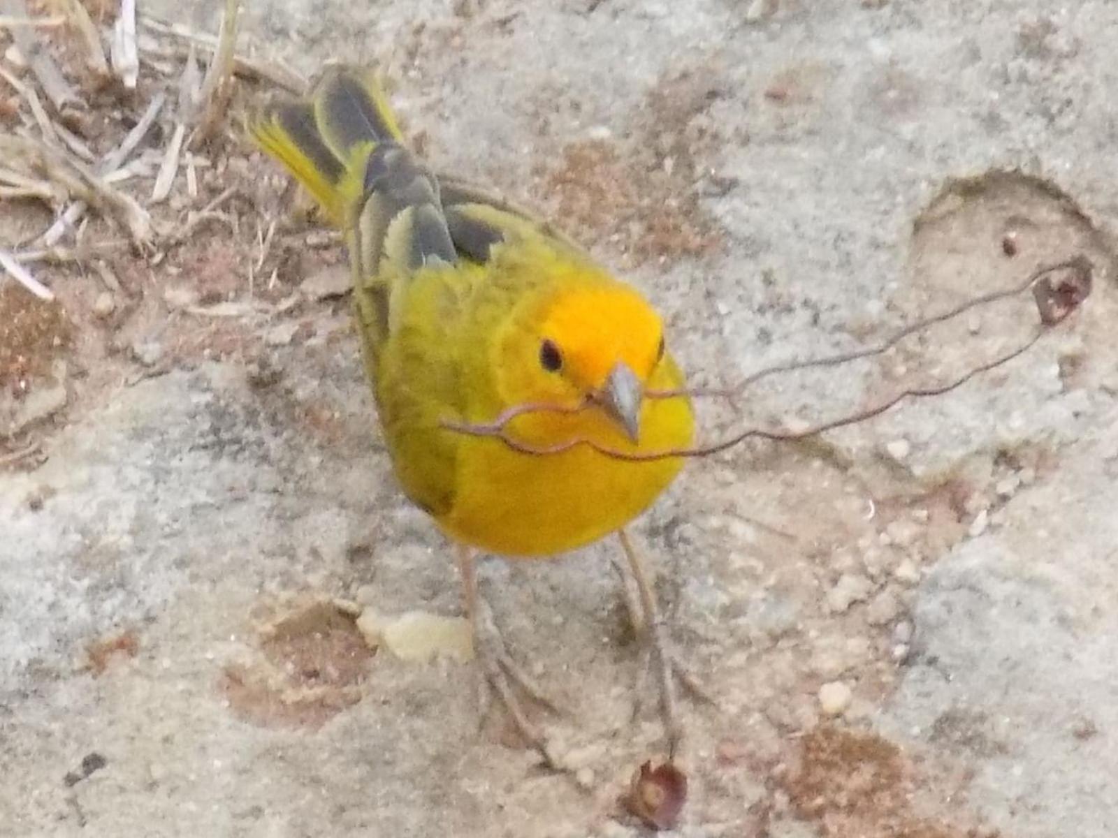 Pousada Fenix Pirenópolis Esterno foto