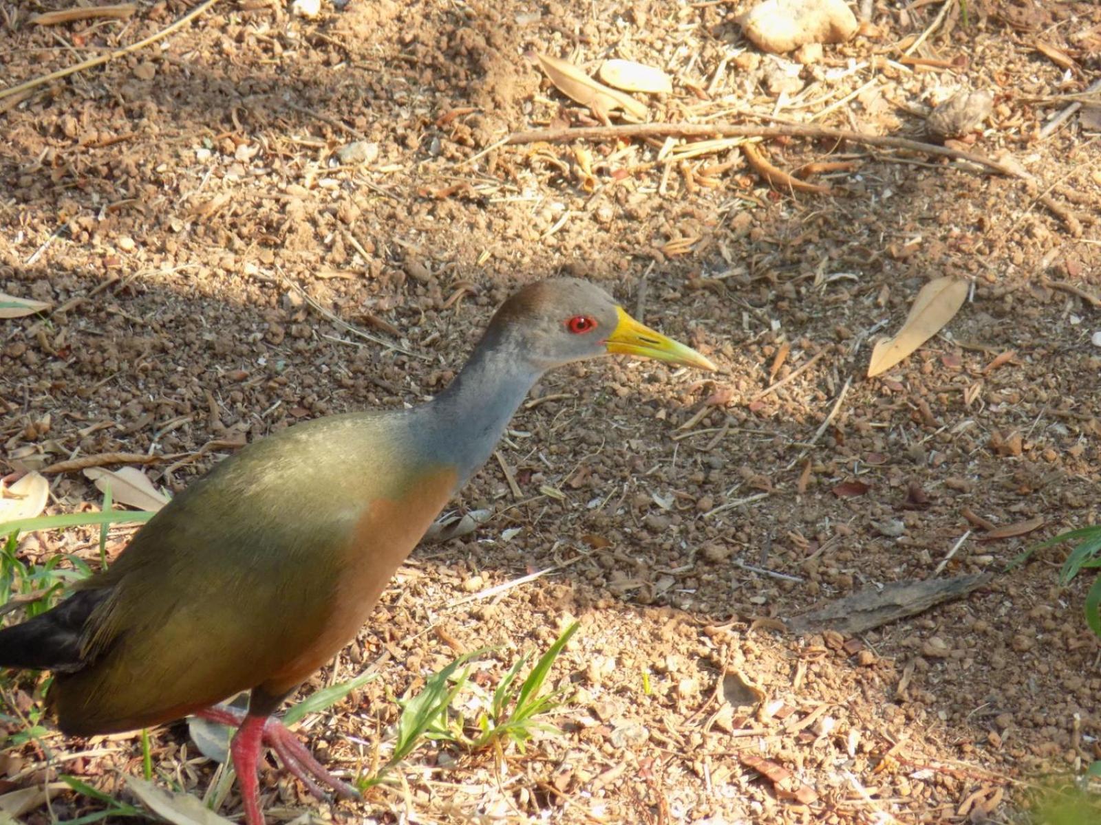Pousada Fenix Pirenópolis Esterno foto